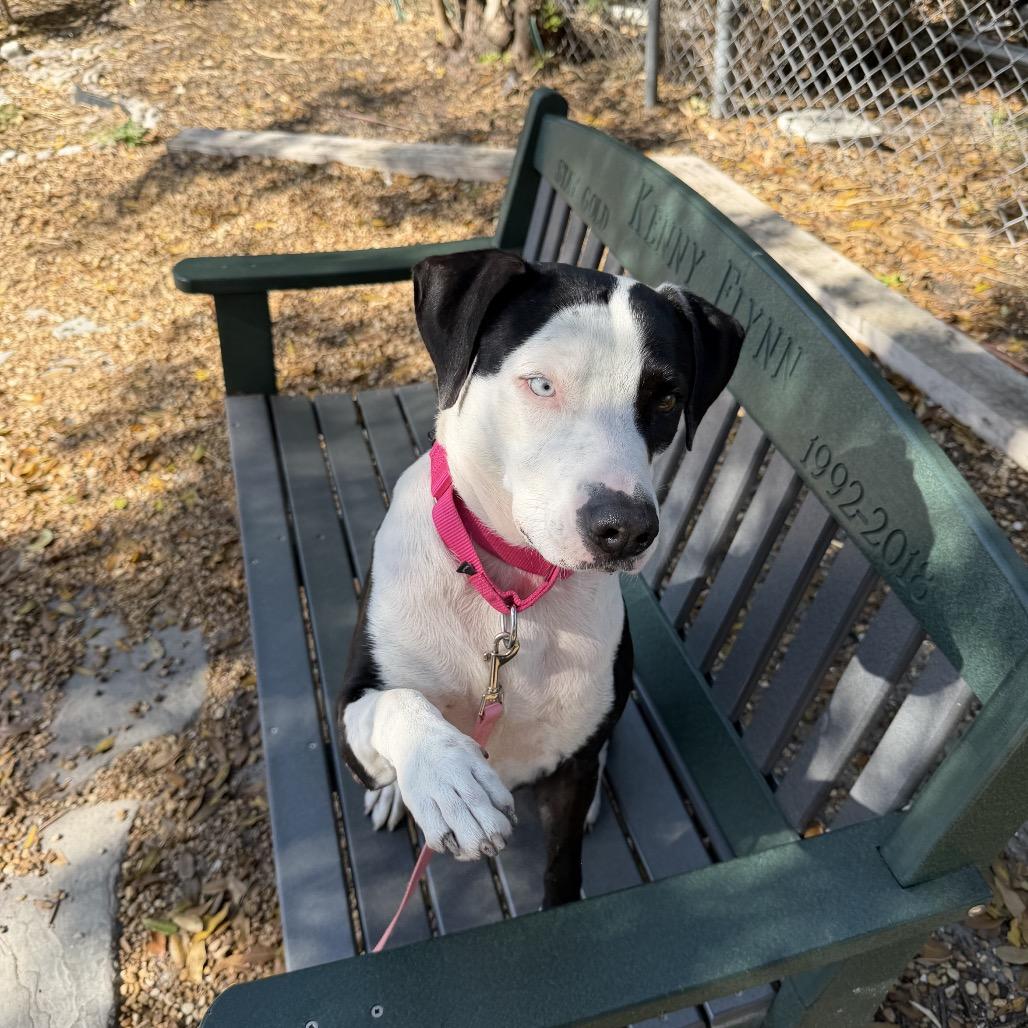 Enlarge Rex, a Adoptable Mixed Breed in Sarasota, FL image 1/6