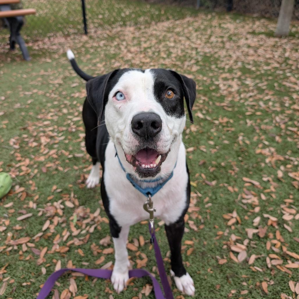 Enlarge Rex, a Adoptable Mixed Breed in Sarasota, FL image 2/6