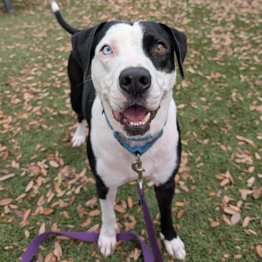 Enlarge Rex, a Adoptable Mixed Breed in Sarasota, FL image 2/6