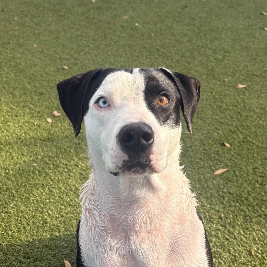 Enlarge Rex, a Adoptable Mixed Breed in Sarasota, FL image 3/6