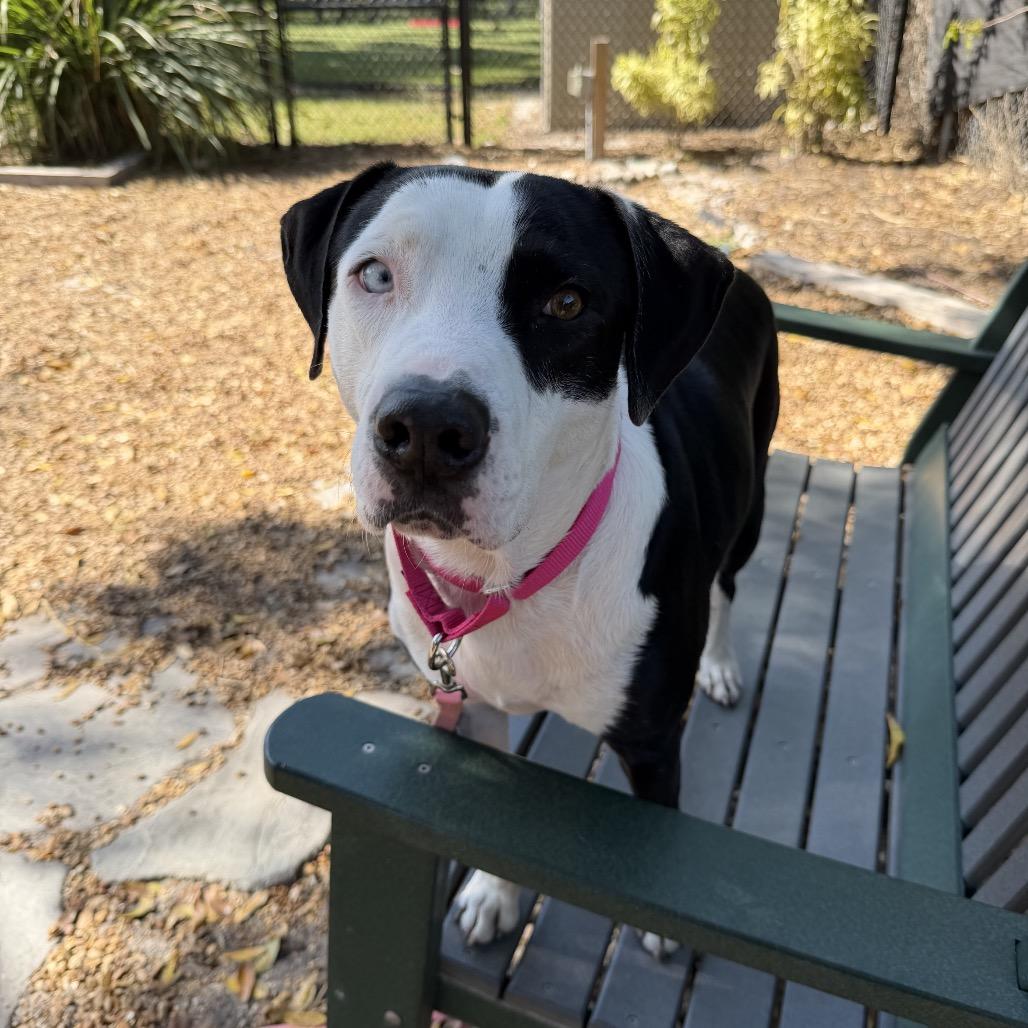 Enlarge Rex, a Adoptable Mixed Breed in Sarasota, FL image 2/6