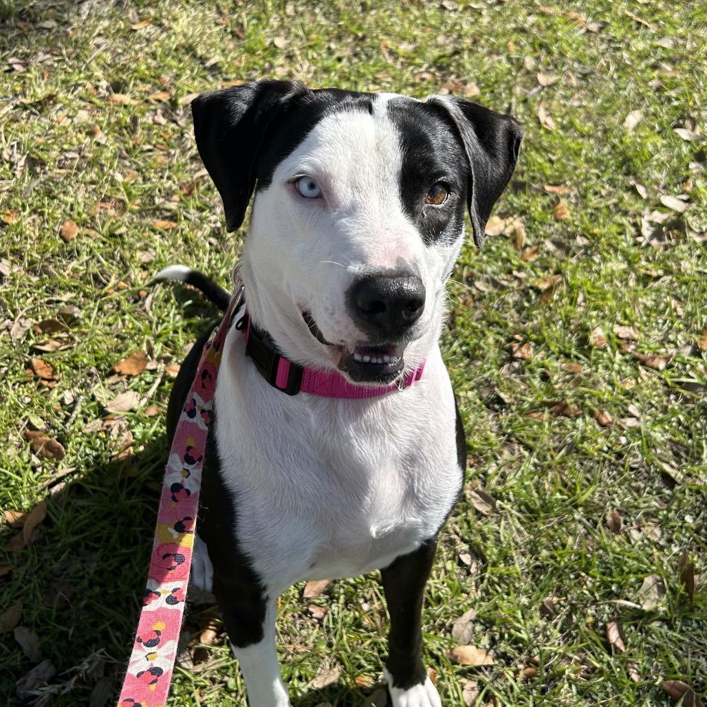 Enlarge Rex, a Adoptable Mixed Breed in Sarasota, FL image 3/6