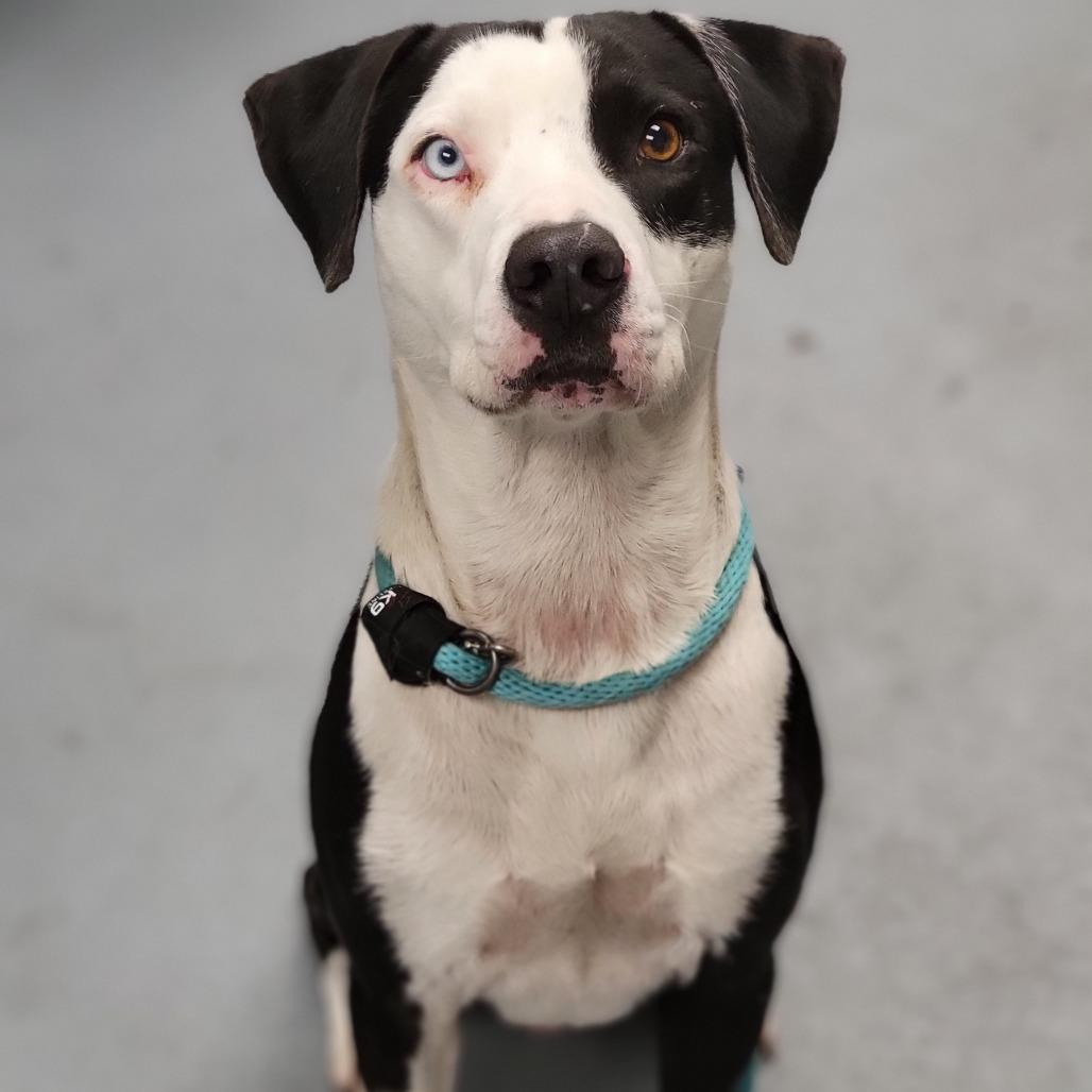 Enlarge Rex, a Adoptable Mixed Breed in Sarasota, FL image 4/6