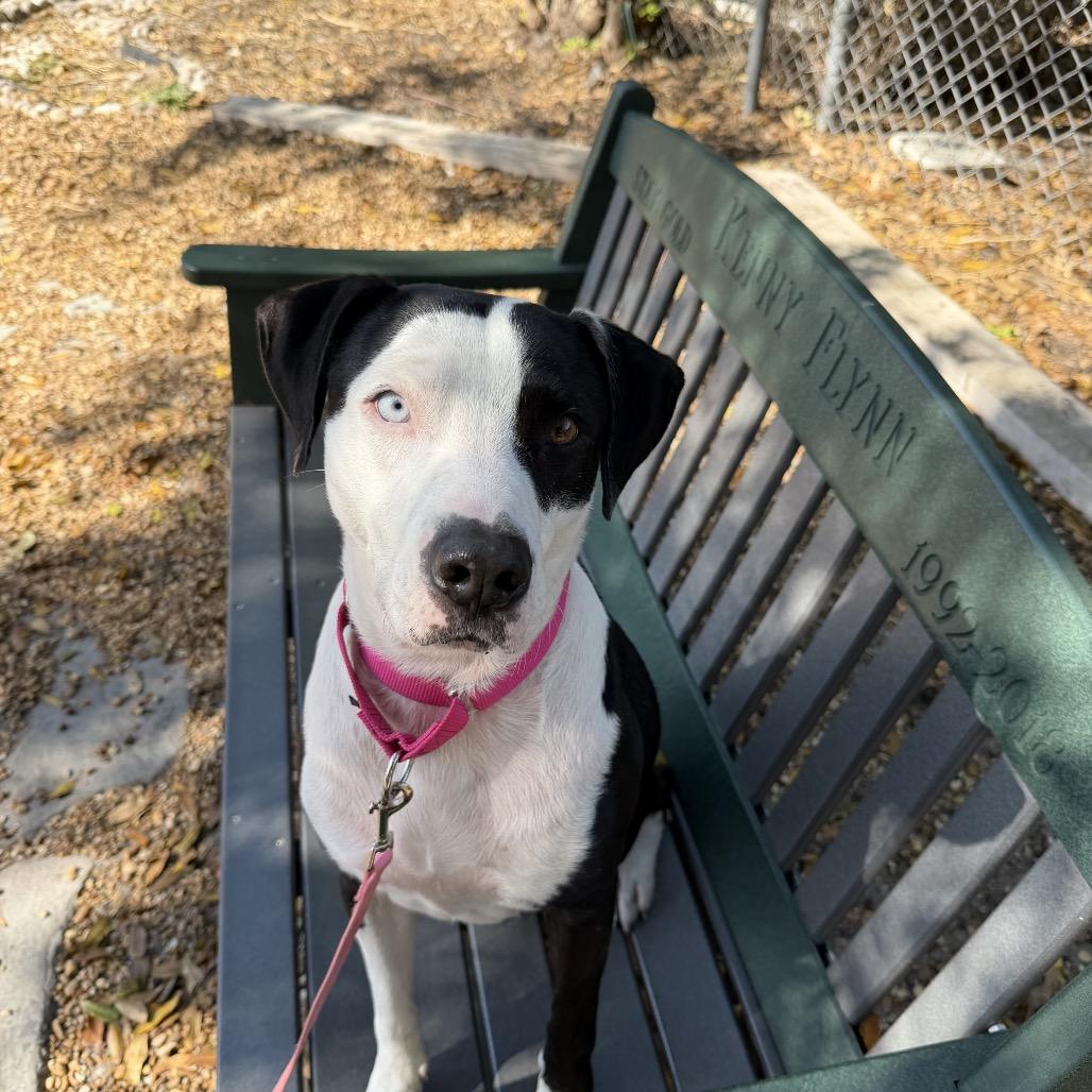 Enlarge Rex, a Adoptable Mixed Breed in Sarasota, FL image 5/6