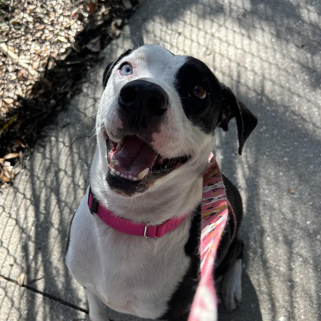 Enlarge Rex, a Adoptable Mixed Breed in Sarasota, FL image 6/6