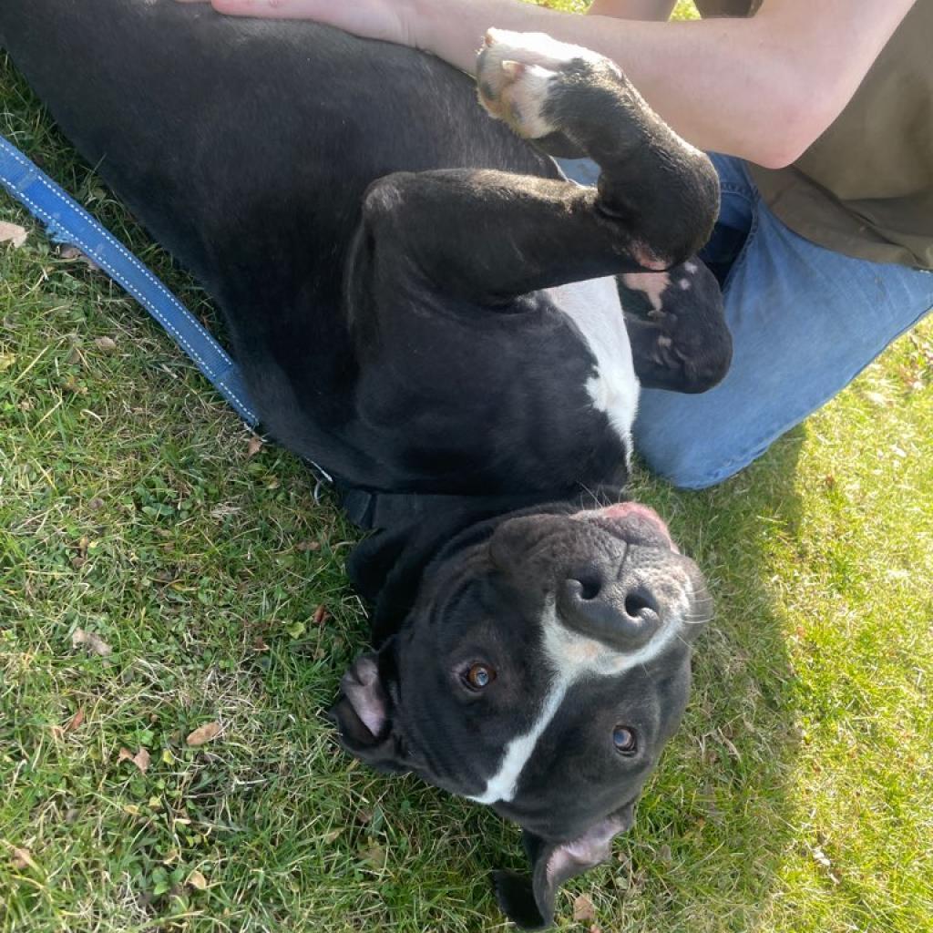 Enlarge Spike, a Adoptable Pit Bull Terrier in Kittanning, PA image 1/4