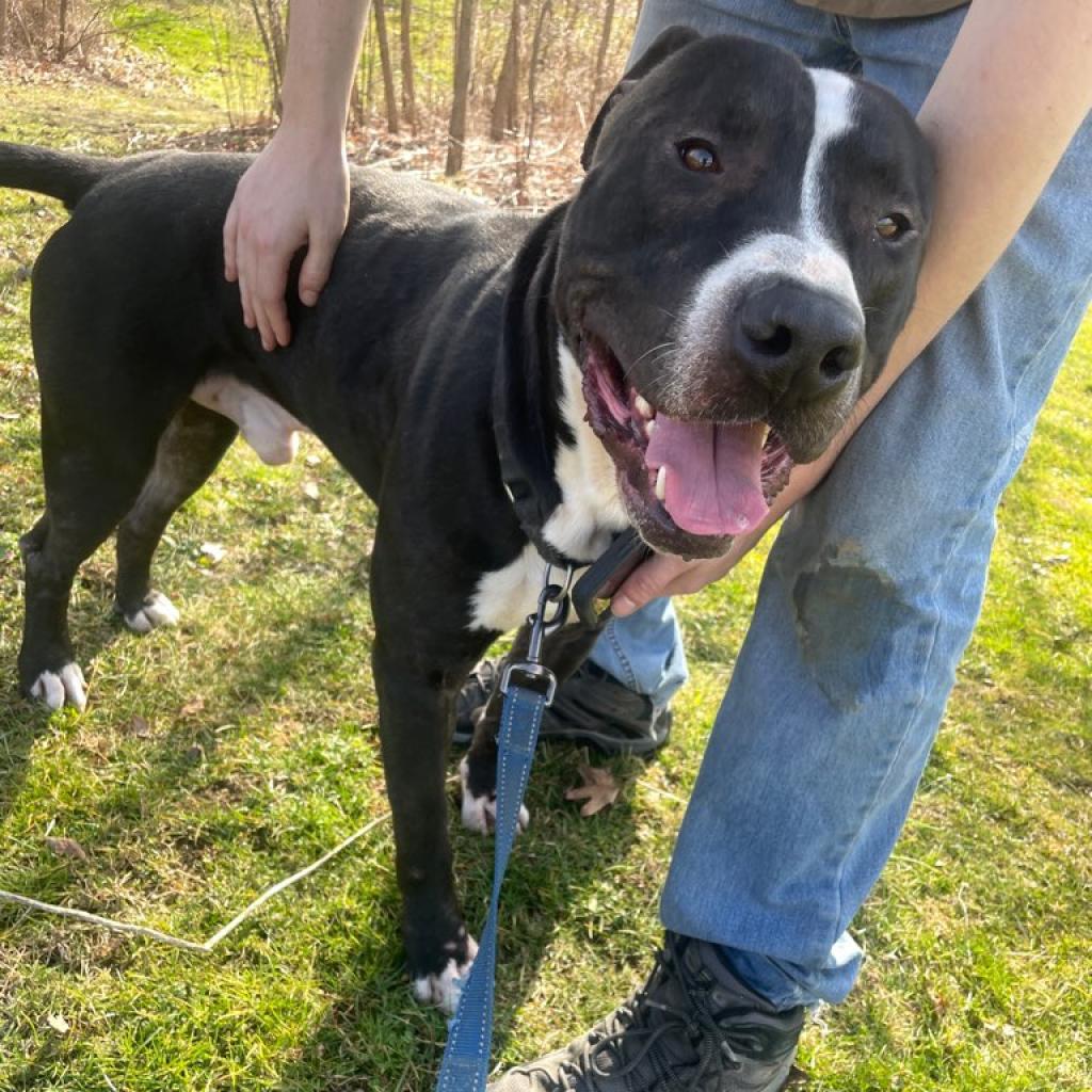 Enlarge Spike, a Adoptable Pit Bull Terrier in Kittanning, PA image 2/4