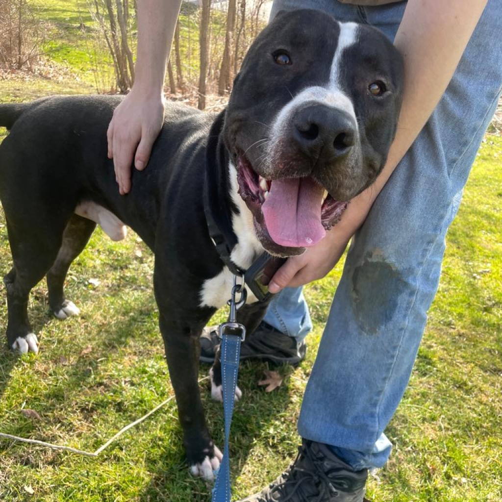 Enlarge Spike, a Adoptable Pit Bull Terrier in Kittanning, PA image 3/4