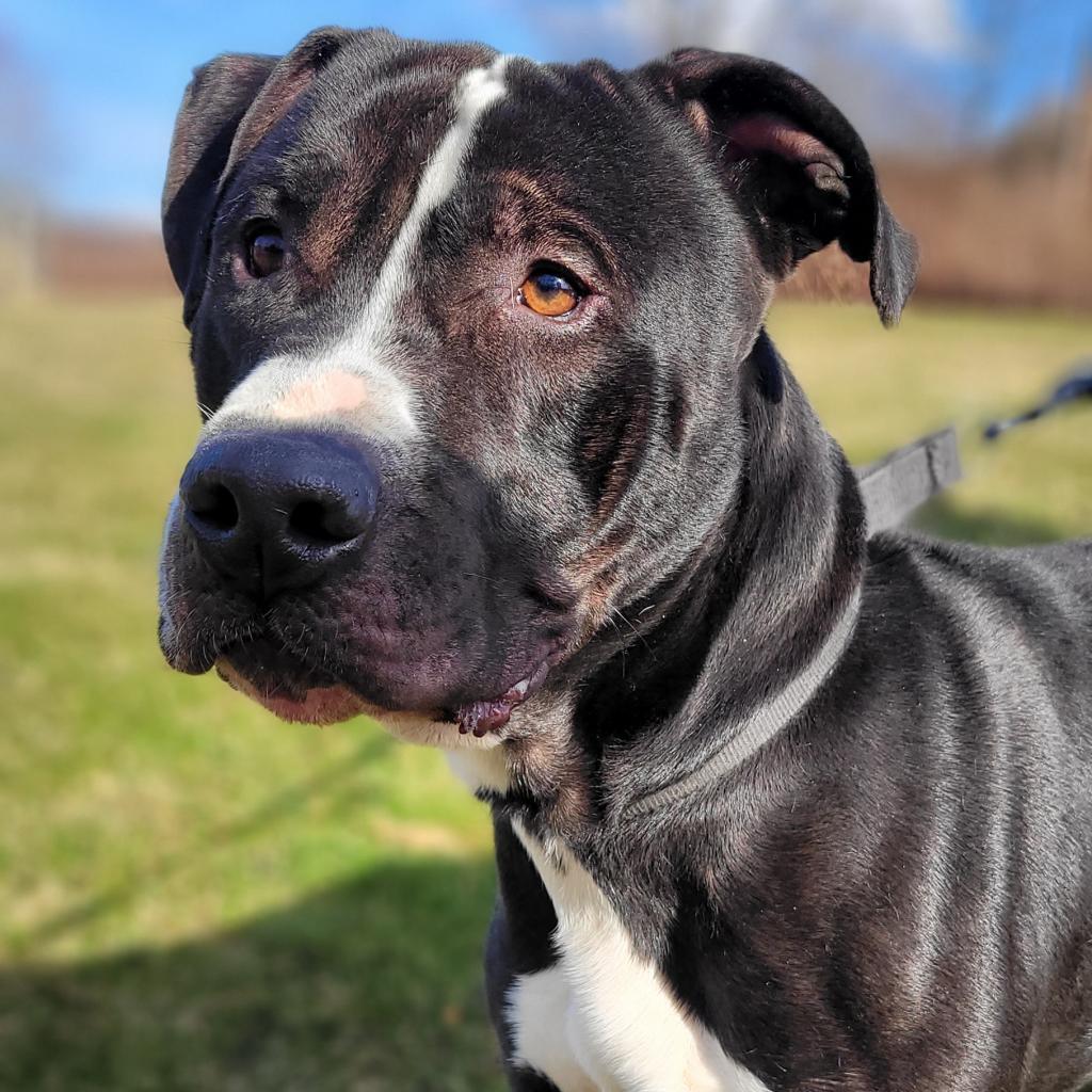 Enlarge Spike, a Adoptable Pit Bull Terrier in Kittanning, PA image 4/4
