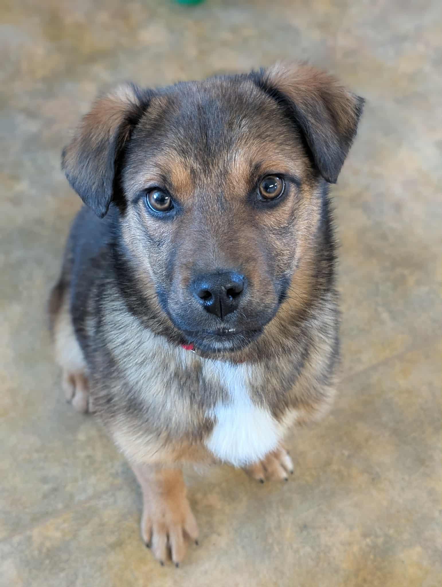 Enlarge Pot Pie, an adopted mixed breed in Bethel, AK image 1/1