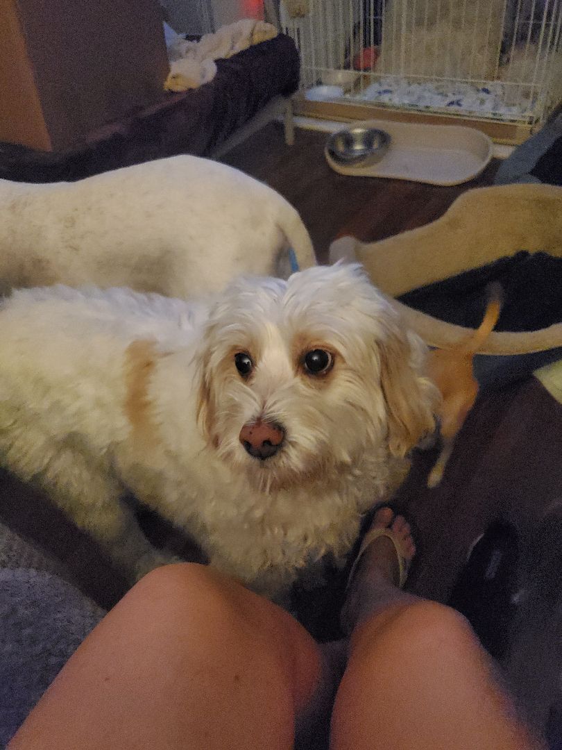 Chewy, Adopted, Senior Male Labradoodle.