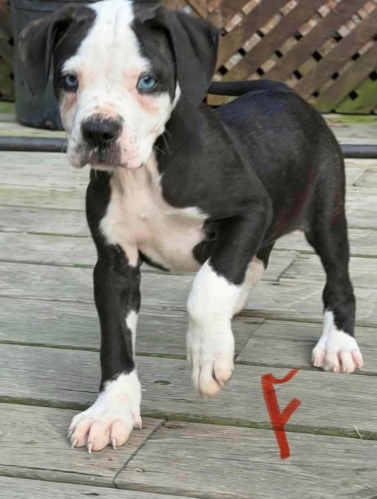 Audrey, Adoptable, Puppy Female American Bulldog.