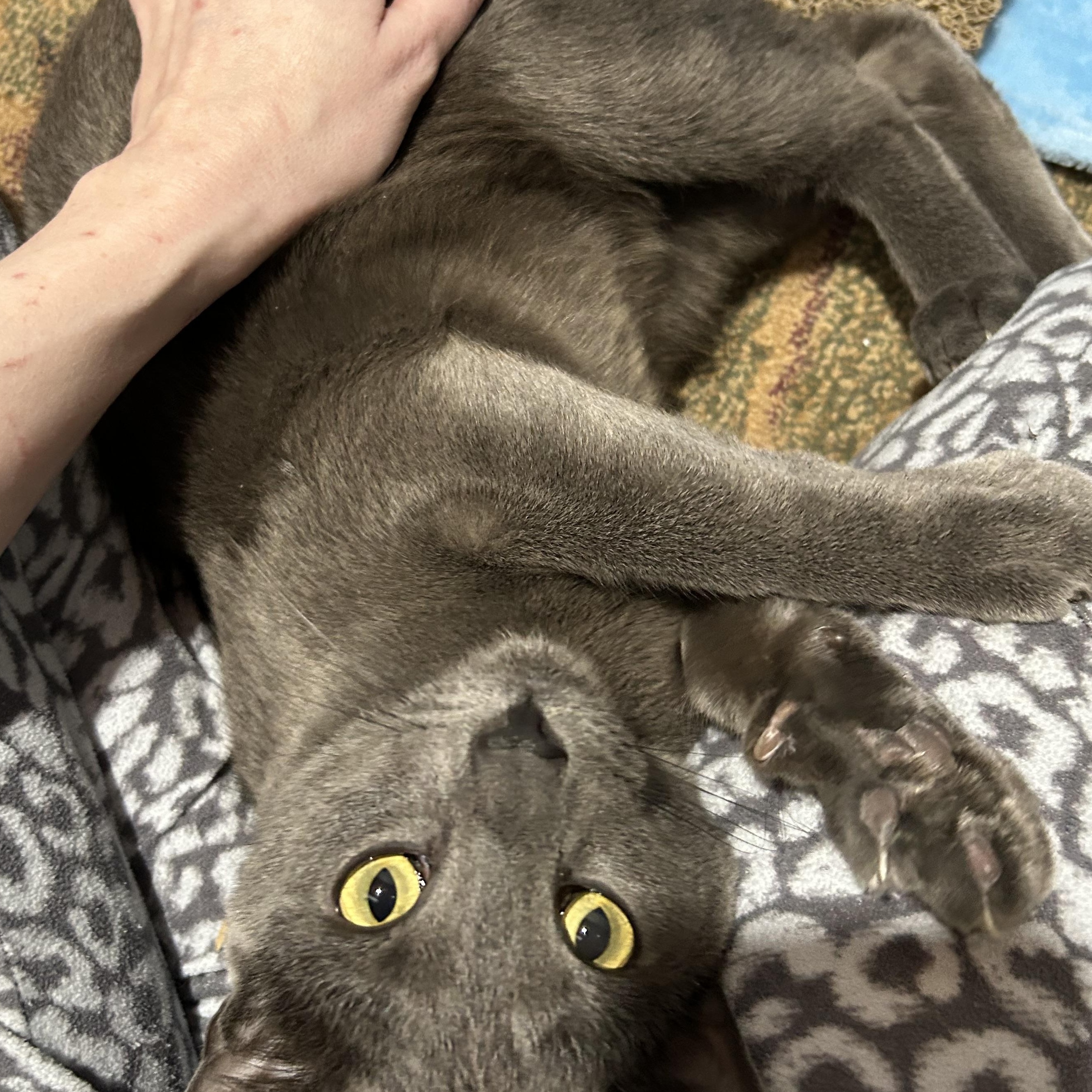 Josh, a ADOPTABLE Domestic Short Hair in Warwick, RI image 2/5