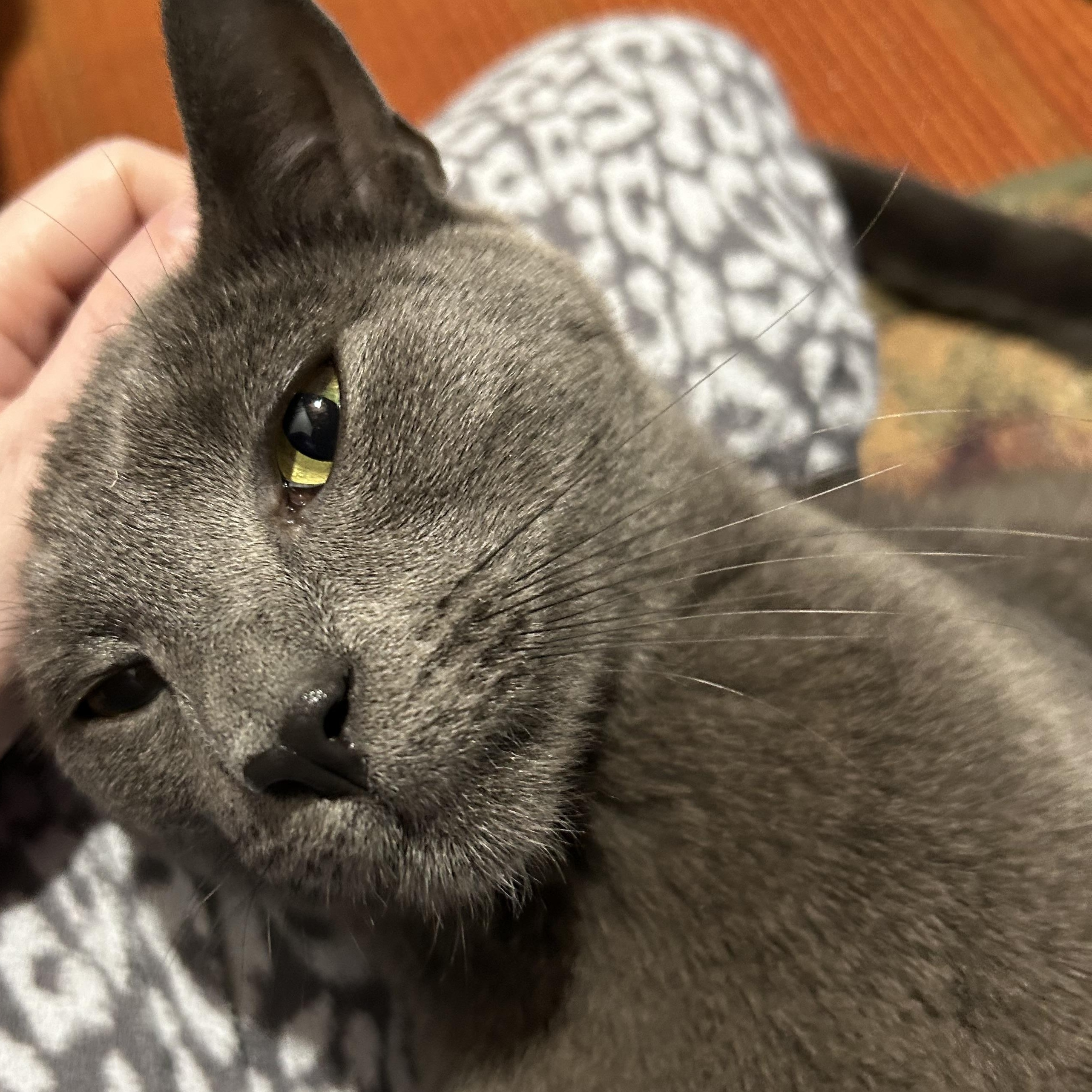 Josh, a ADOPTABLE Domestic Short Hair in Warwick, RI image 5/5