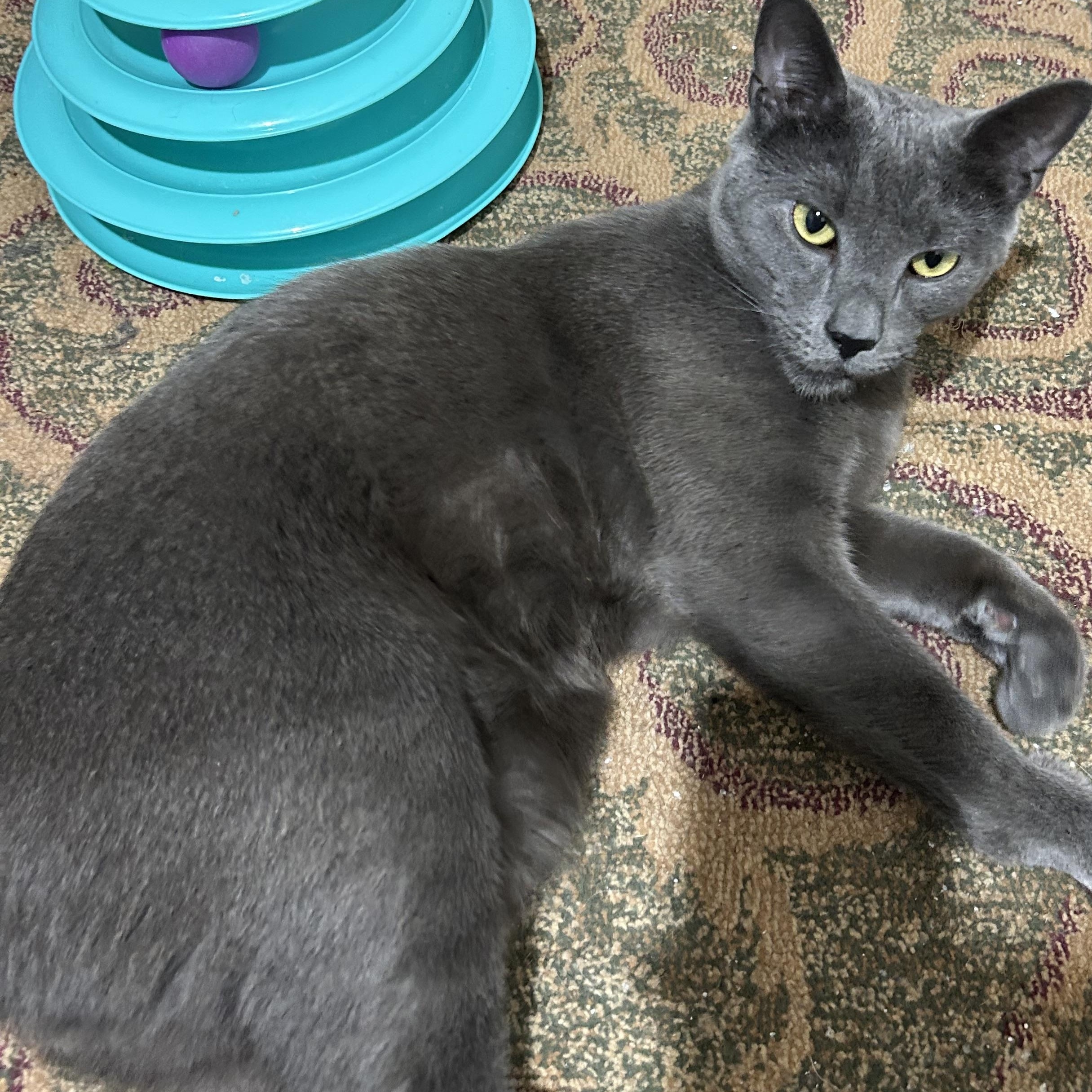 Josh, a ADOPTABLE Domestic Short Hair in Warwick, RI image 4/5