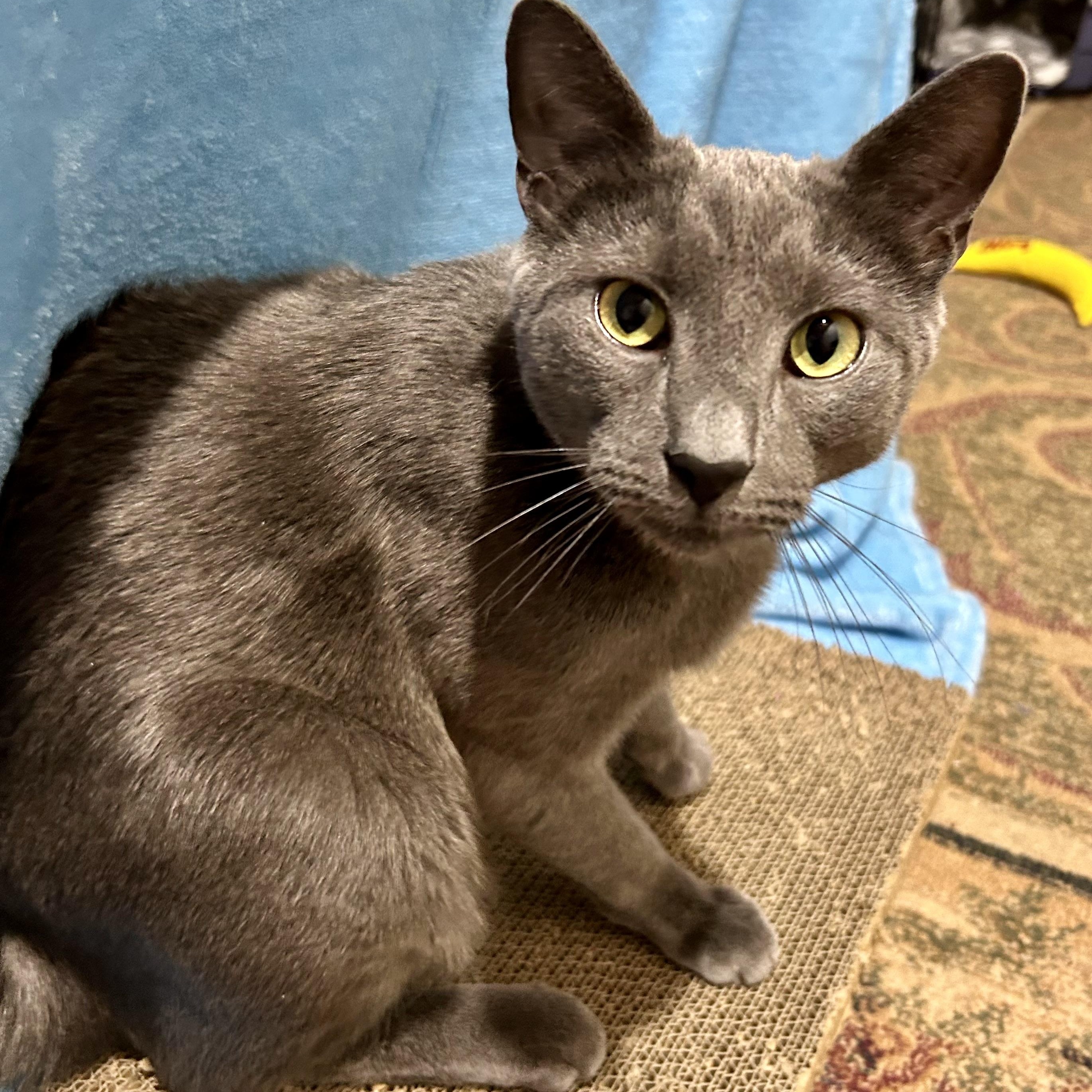 Josh, a ADOPTABLE Domestic Short Hair in Warwick, RI image 3/5