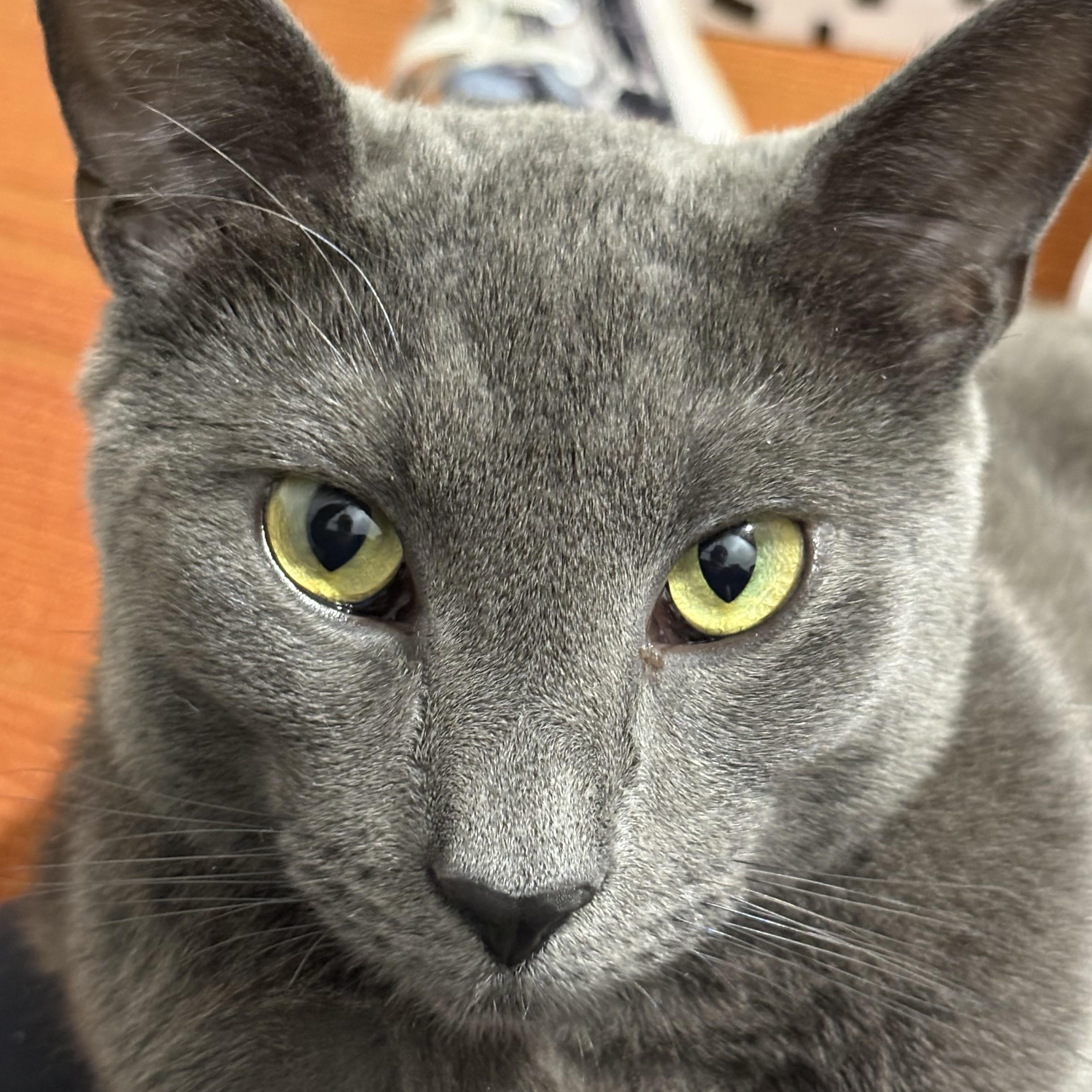 Josh, a ADOPTABLE Domestic Short Hair in Warwick, RI image 1/5