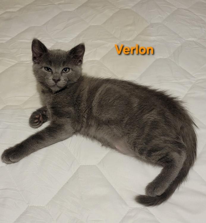 Enlarge Verlon, an adopted mixed breed in Richardson, TX image 1/3