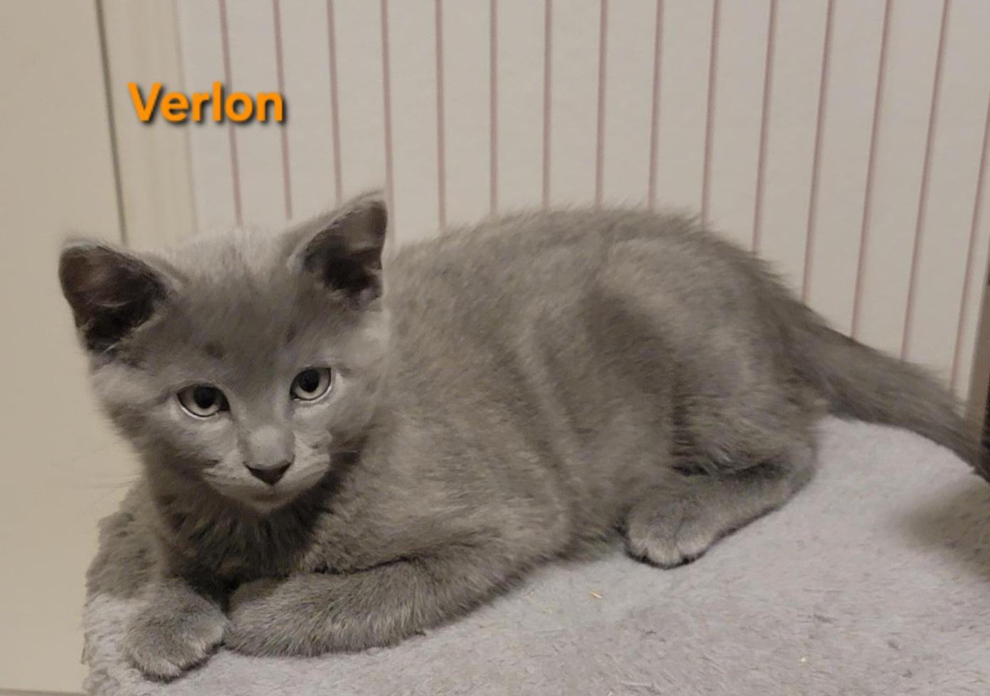 Enlarge Verlon, an adopted mixed breed in Richardson, TX image 3/3