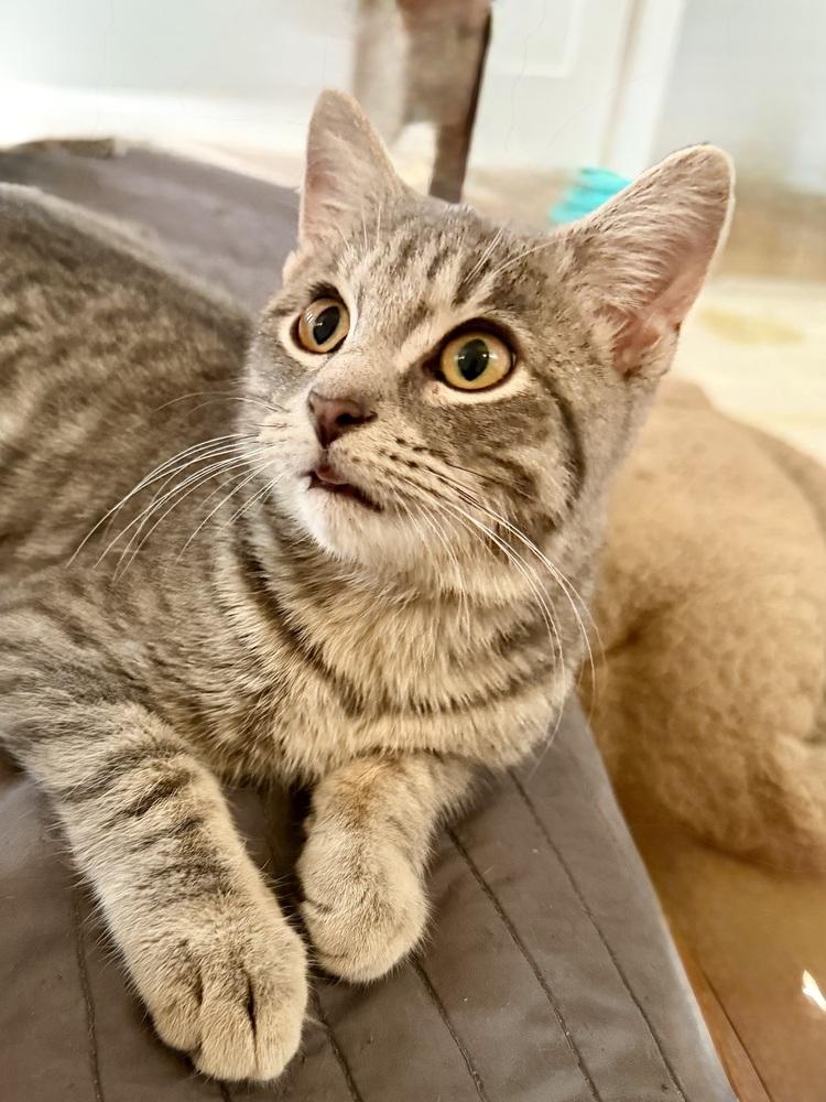 Paris bonded pair with Popper