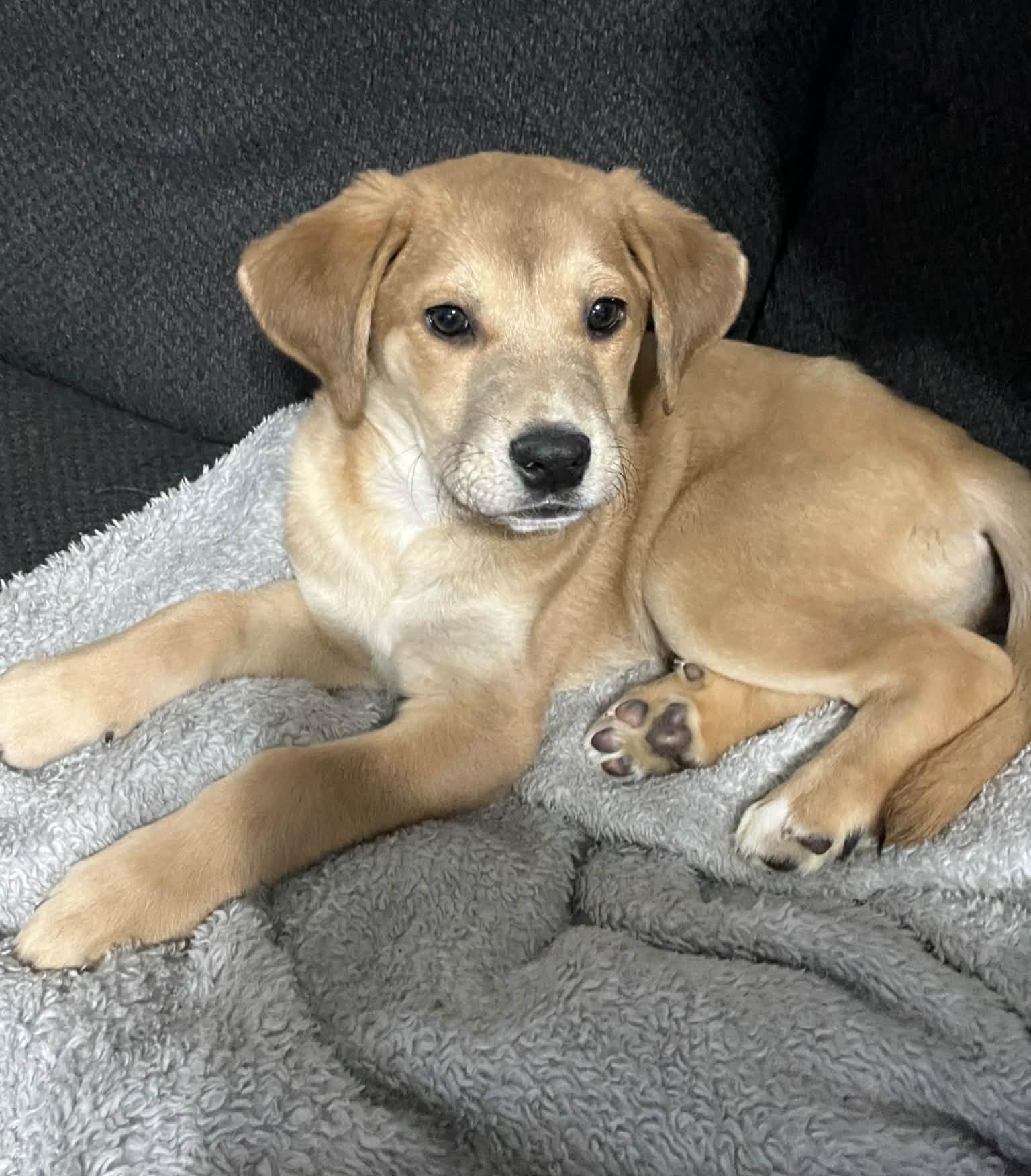 Enlarge Harvey, a ADOPTABLE mixed breed in Grand Rapids, MI image 2/3