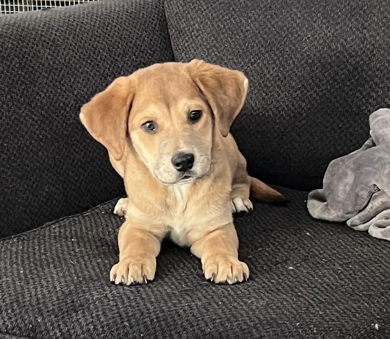 Enlarge Harvey, a ADOPTABLE mixed breed in Grand Rapids, MI image 3/3