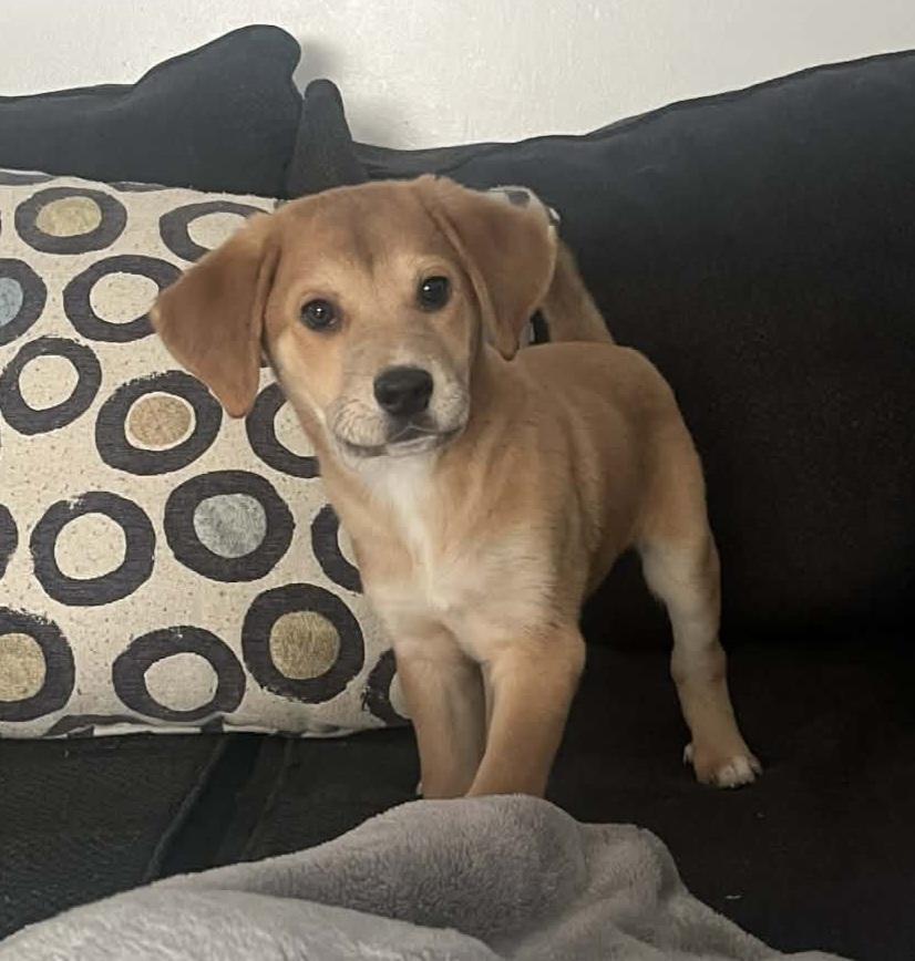 Enlarge Harvey, a ADOPTABLE mixed breed in Grand Rapids, MI image 1/3