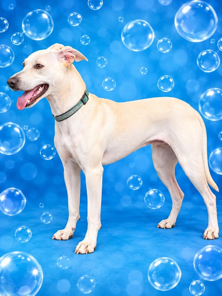 Fred, Adoptable, Adult Male Terrier & Whippet.