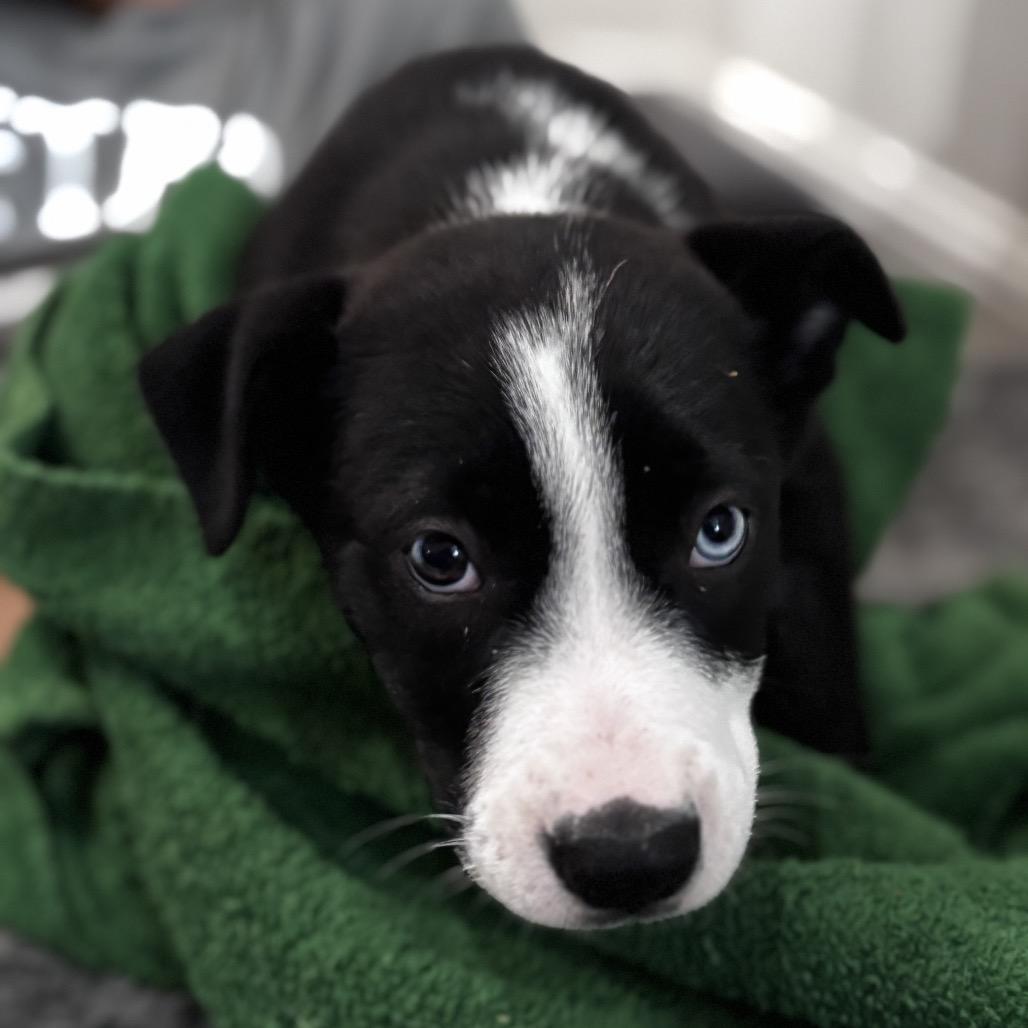 Pearl, an adopted mixed breed in Salem, NH image 2/2