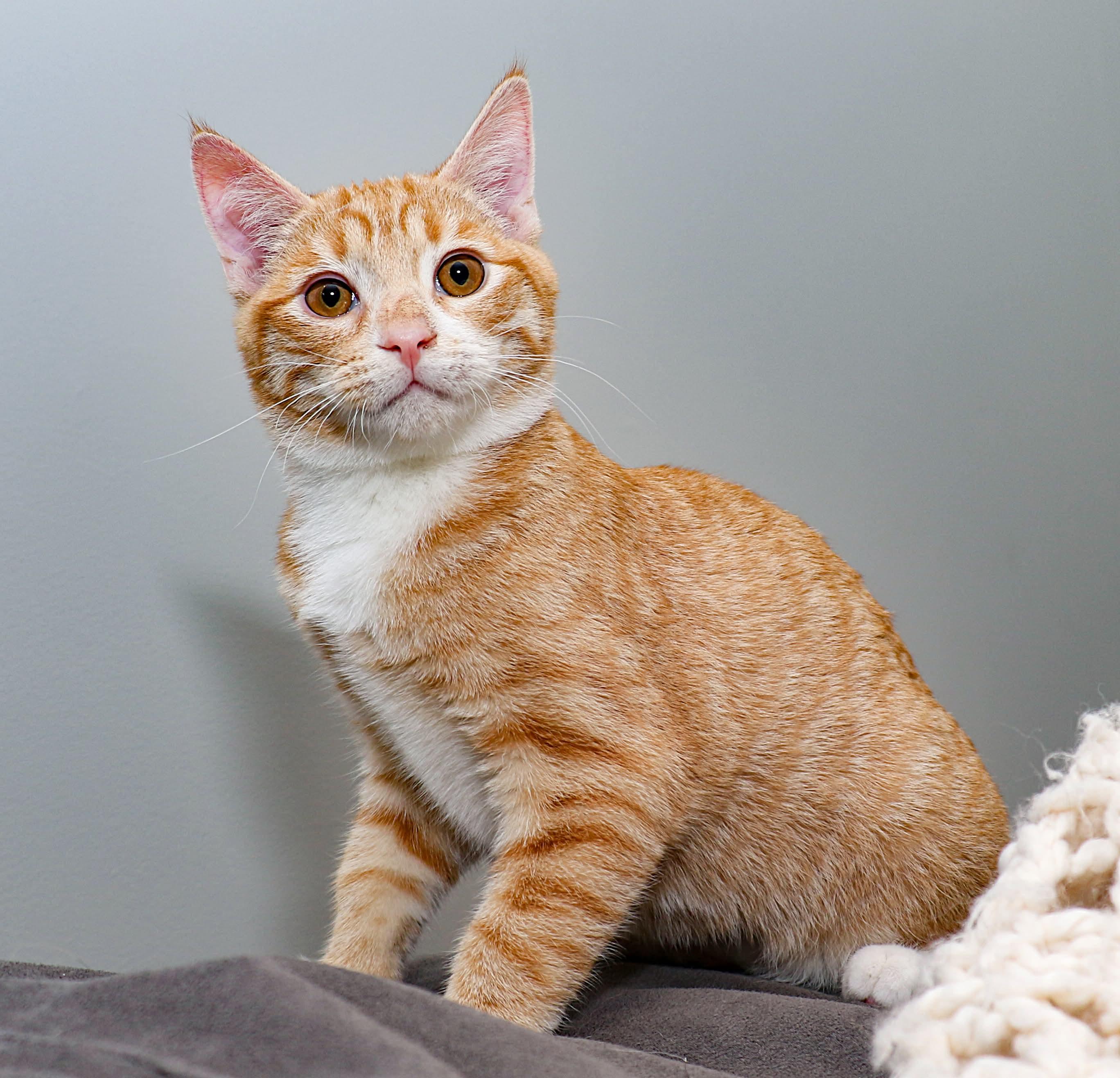 Enlarge Figaro, an adopted mixed breed in Charlotte, NC image 3/4