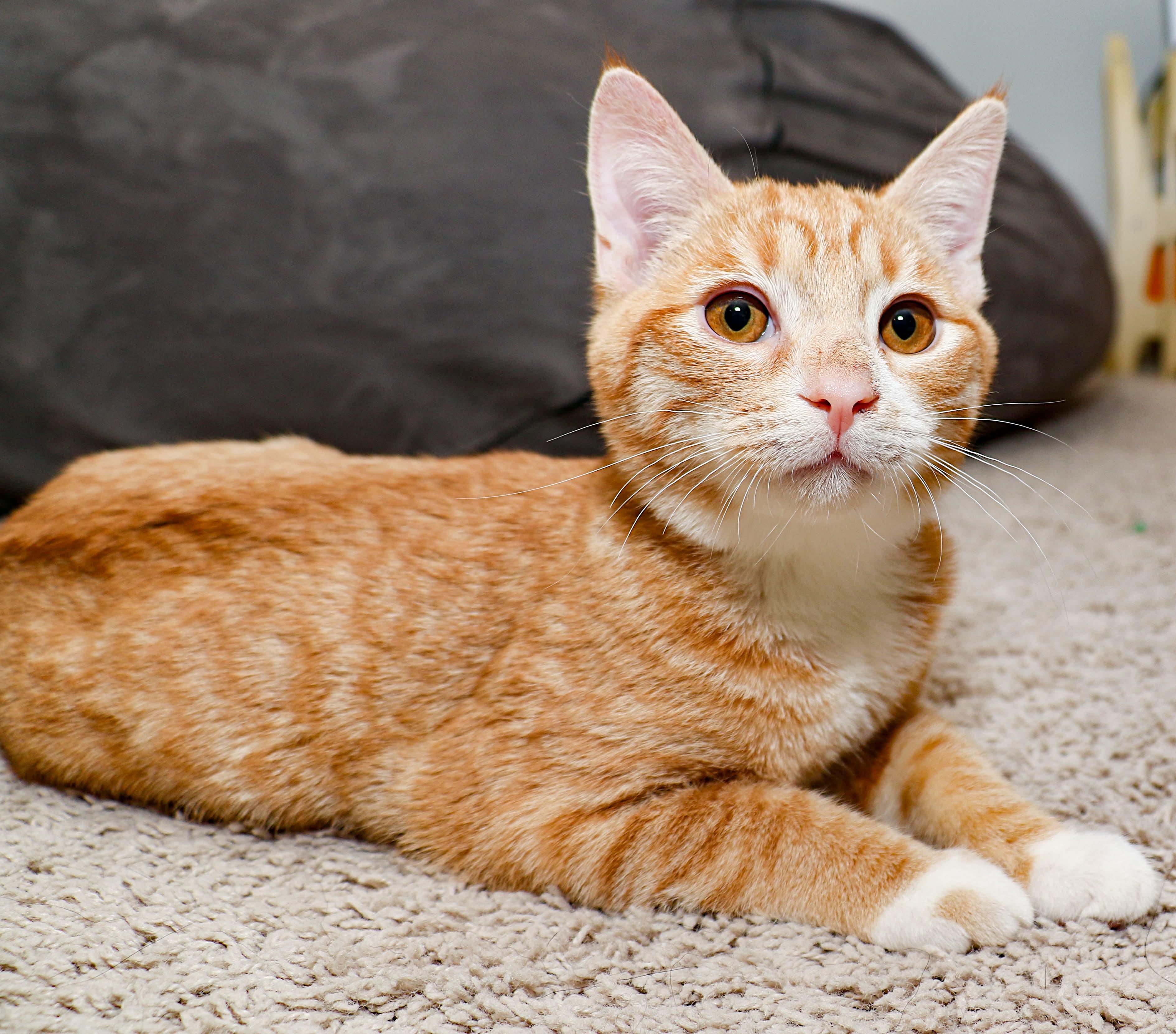 Enlarge Figaro, an adopted mixed breed in Charlotte, NC image 4/4