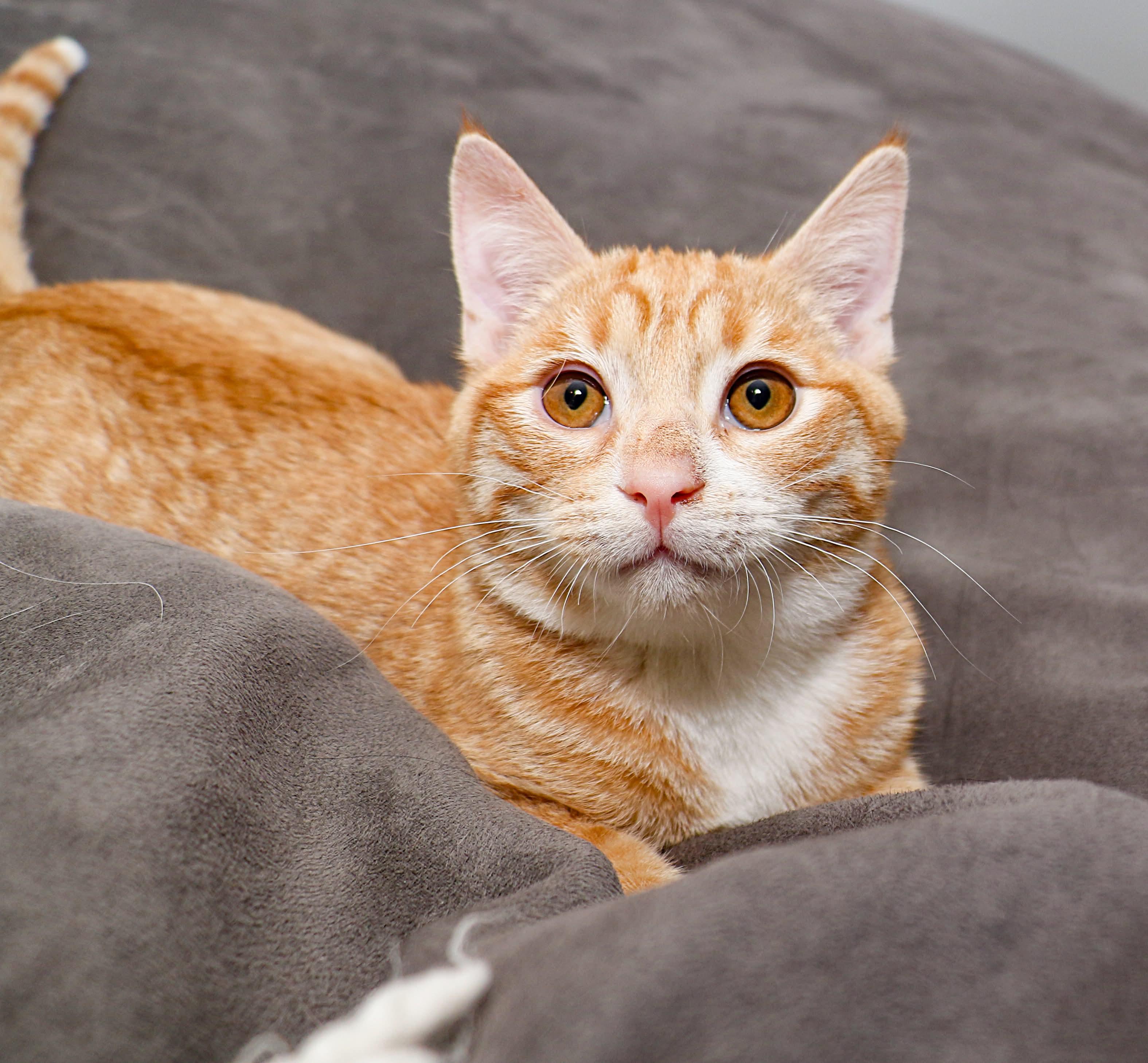 Enlarge Figaro, an adopted mixed breed in Charlotte, NC image 1/4