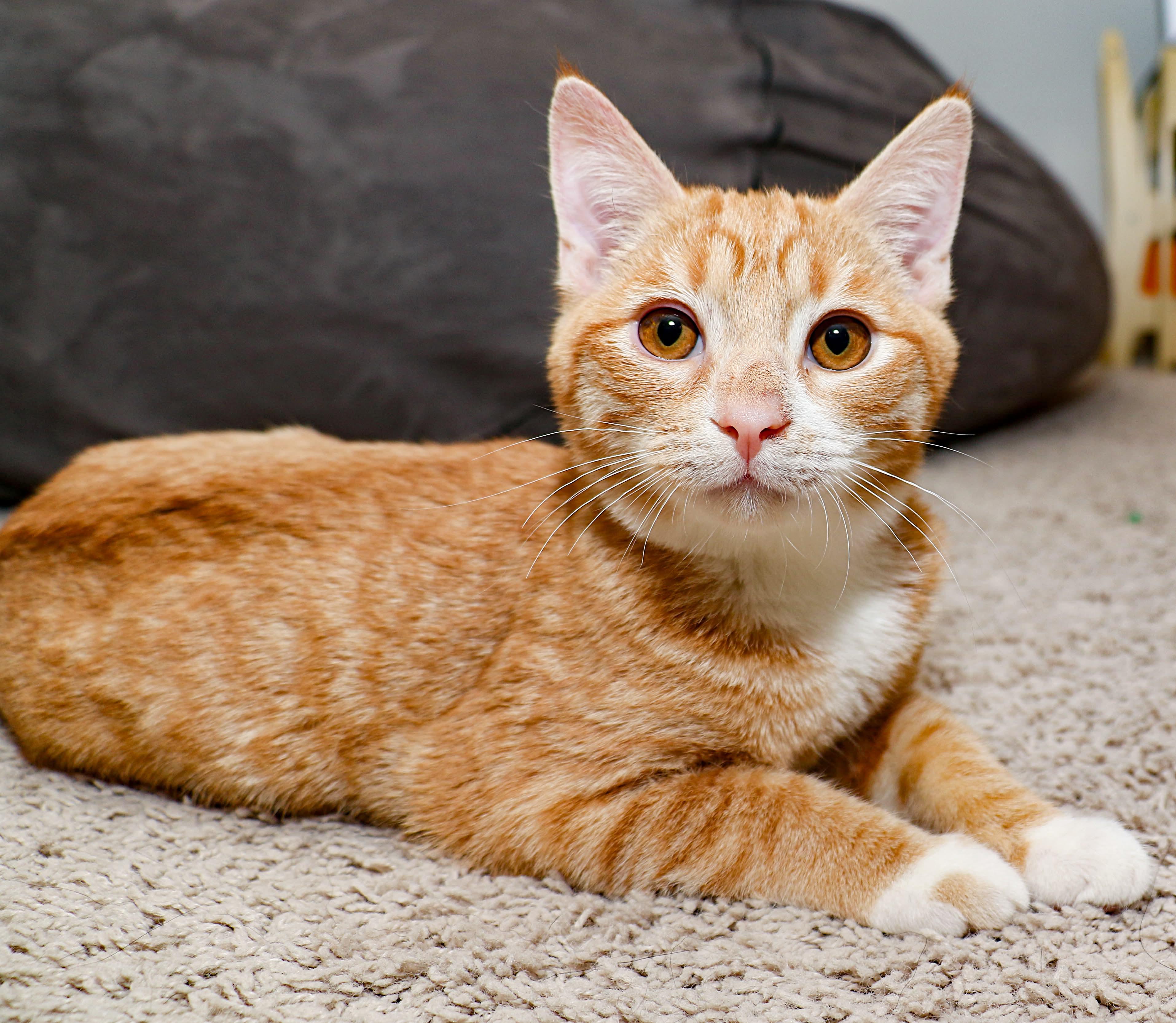 Enlarge Figaro, an adopted mixed breed in Charlotte, NC image 2/4