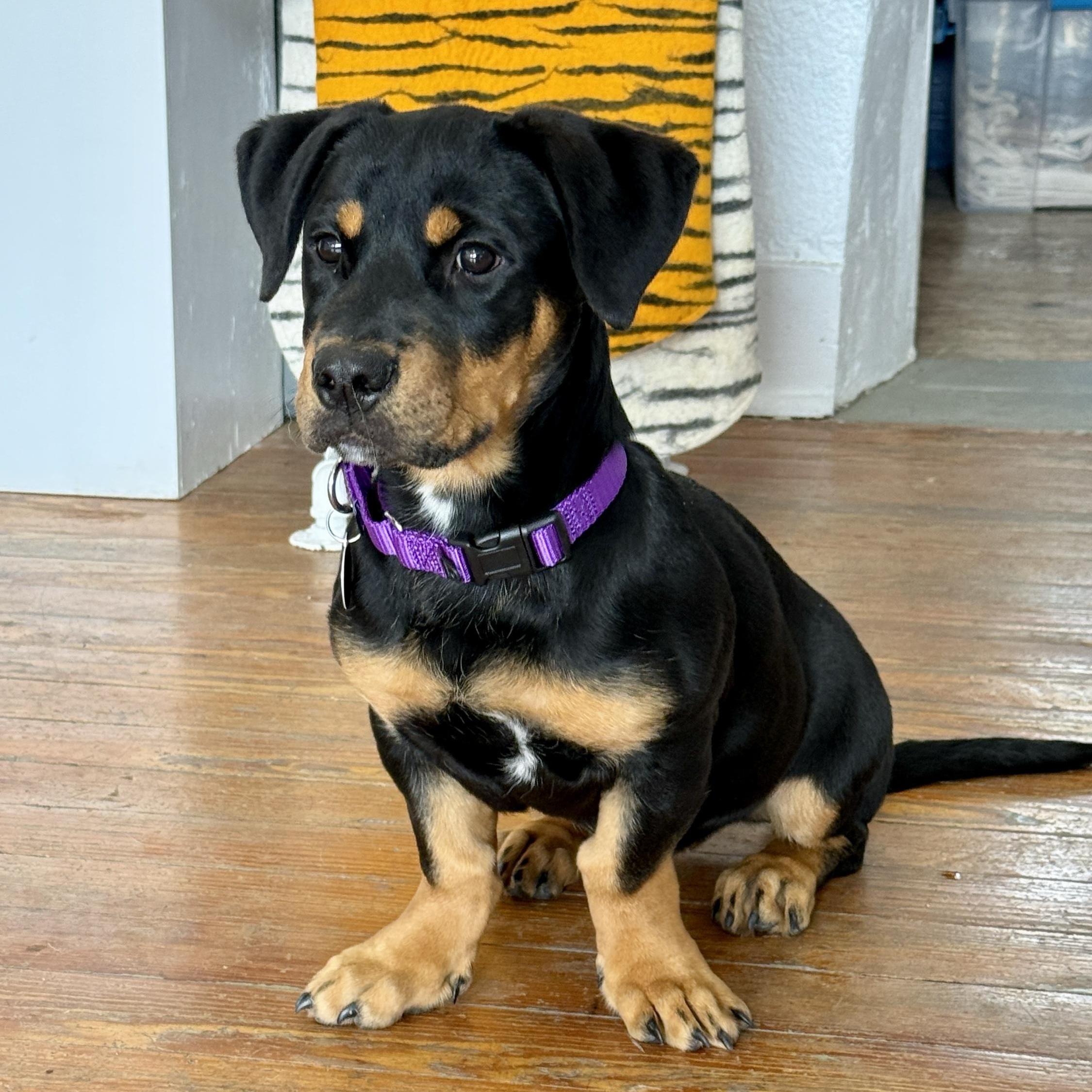 Coco, a ADOPTABLE mixed breed in Marfa, TX image 1/4