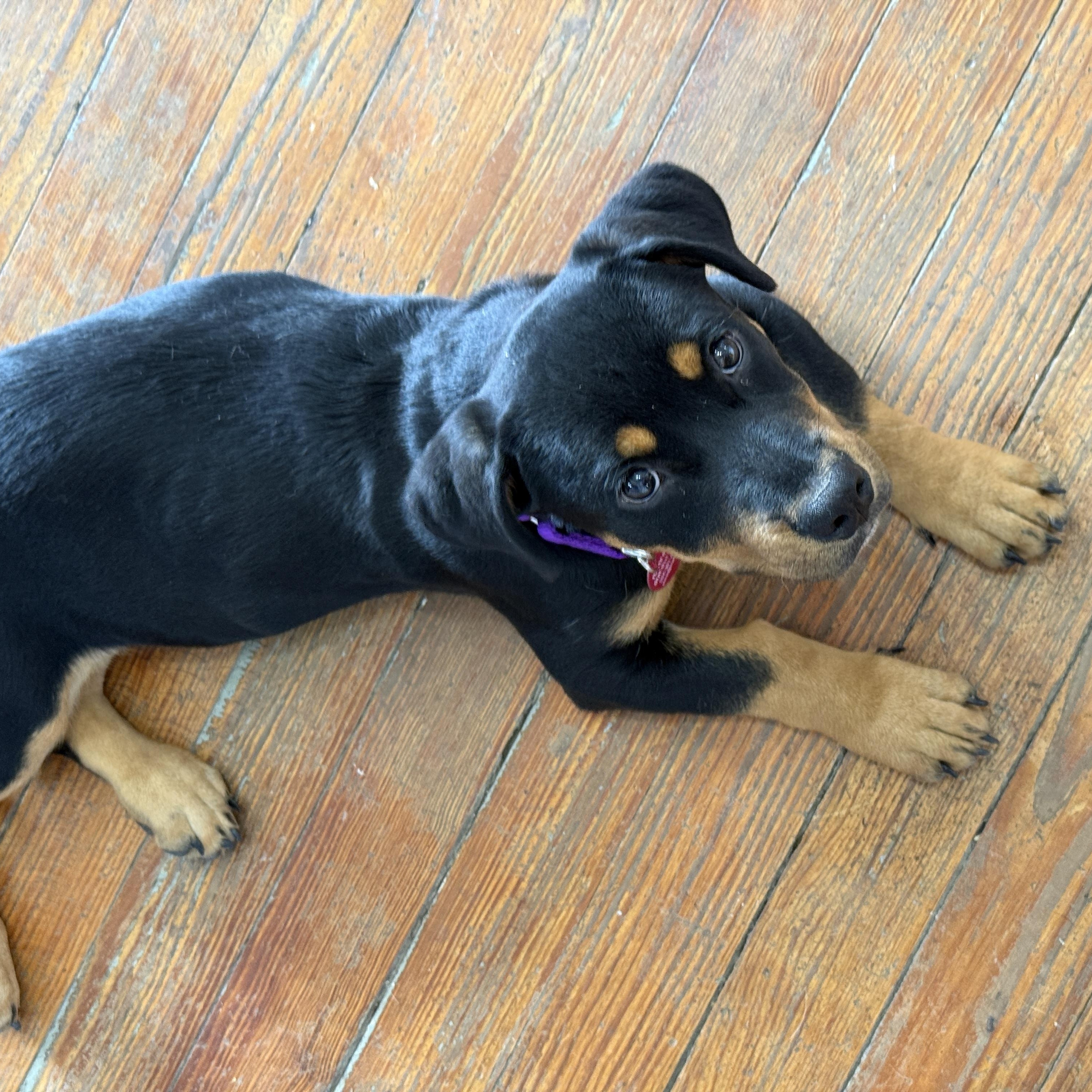 Coco, a ADOPTABLE mixed breed in Marfa, TX image 3/4