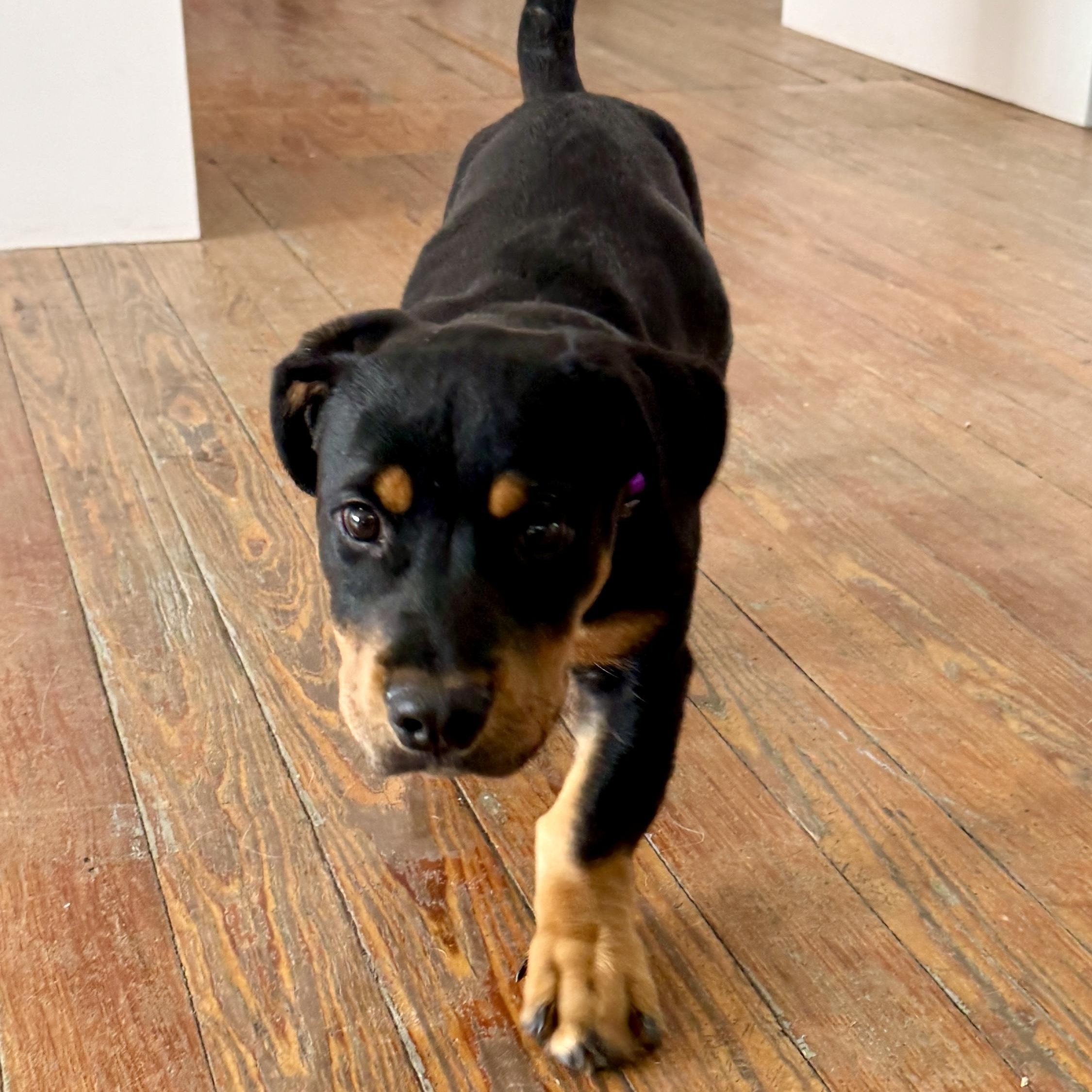 Coco, a ADOPTABLE mixed breed in Marfa, TX image 4/4