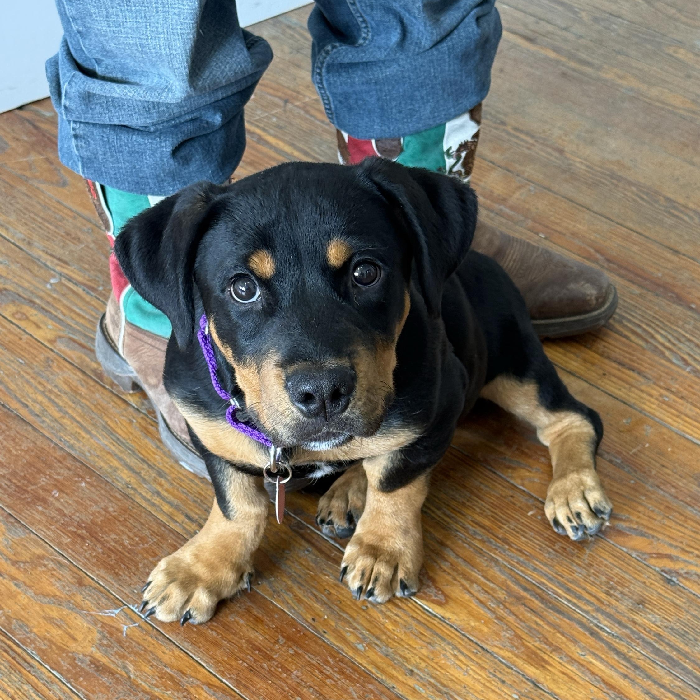 Coco, a ADOPTABLE mixed breed in Marfa, TX image 2/4
