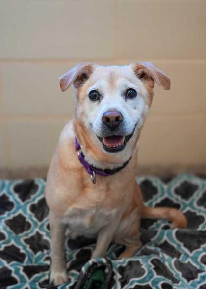 Zoe 62777, Adoptable, Senior Female Labrador Retriever & Mixed Breed.