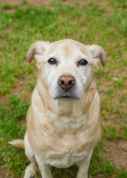 Zoe 62777, a Adoptable mixed breed in Aiken, SC image 2/2