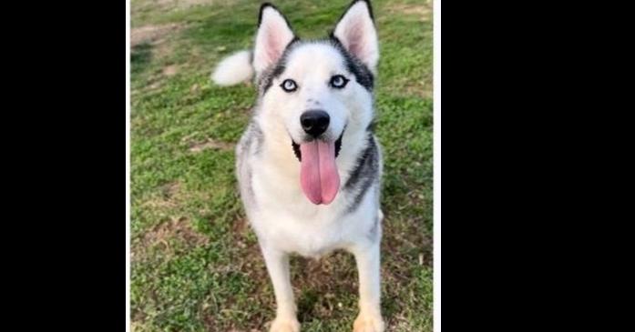 Enlarge Luka Vaughn, a Adoptable mixed breed in Aurora, IN image 1/1