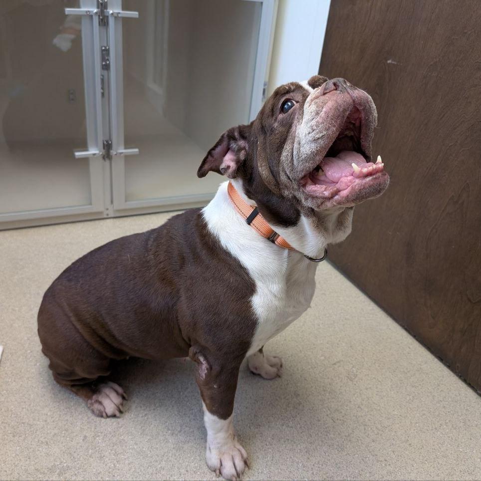Enlarge Wrinkles, a Adoptable American Bulldog in Westhampton, NY image 1/6
