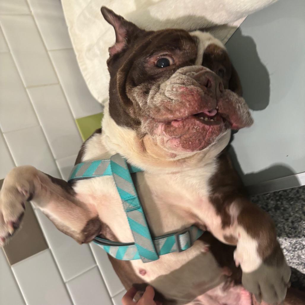 Enlarge Wrinkles, a Adoptable American Bulldog in Westhampton, NY image 6/6