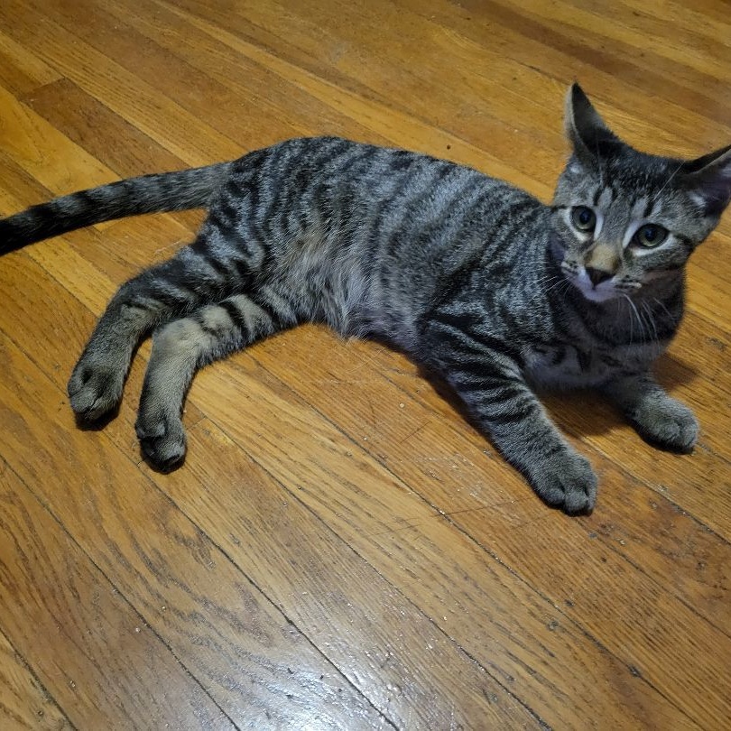 William, a Adoptable Domestic Short Hair in Magnolia, NJ image 2/5