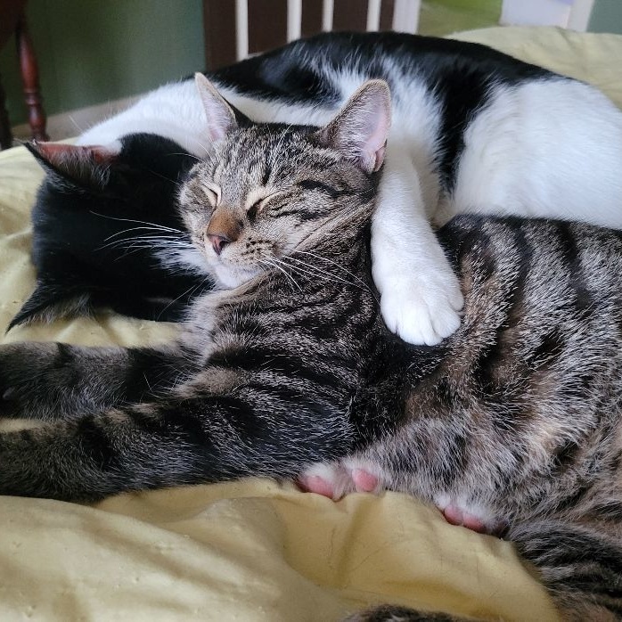 William, a Adoptable Domestic Short Hair in Magnolia, NJ image 3/5