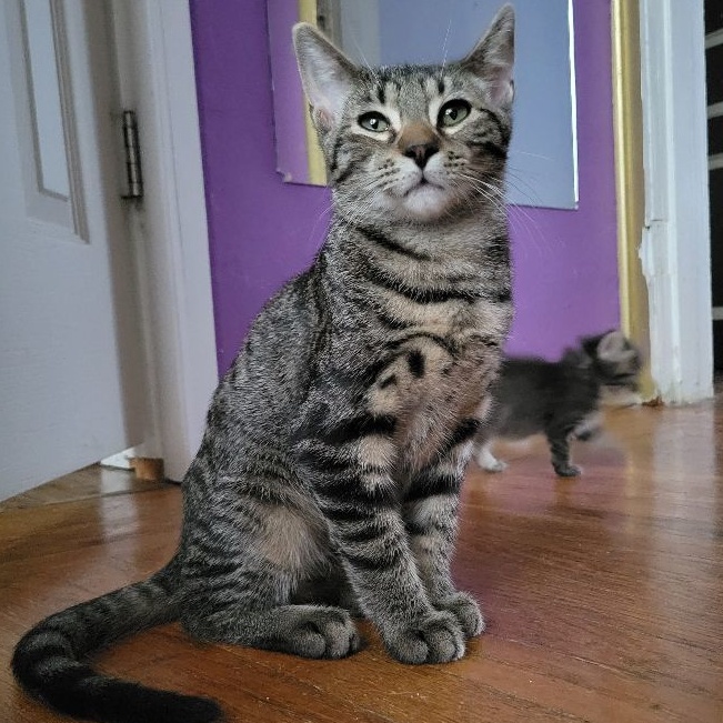 William, a Adoptable Domestic Short Hair in Magnolia, NJ image 1/5