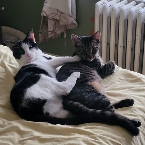 William, a Adoptable Domestic Short Hair in Magnolia, NJ image 4/5