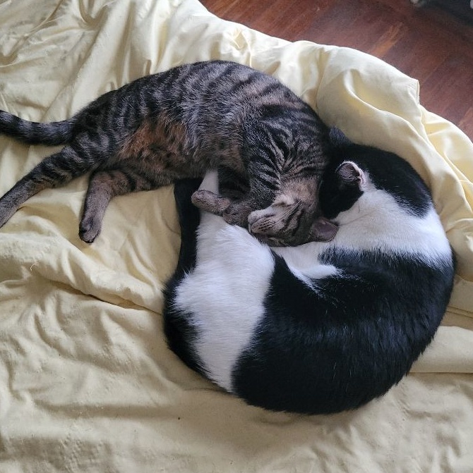 William, a Adoptable Domestic Short Hair in Magnolia, NJ image 5/5