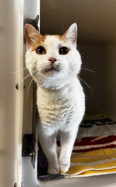 Enlarge J.D., a Adoptable Domestic Short Hair in Statesville, NC image 1/1
