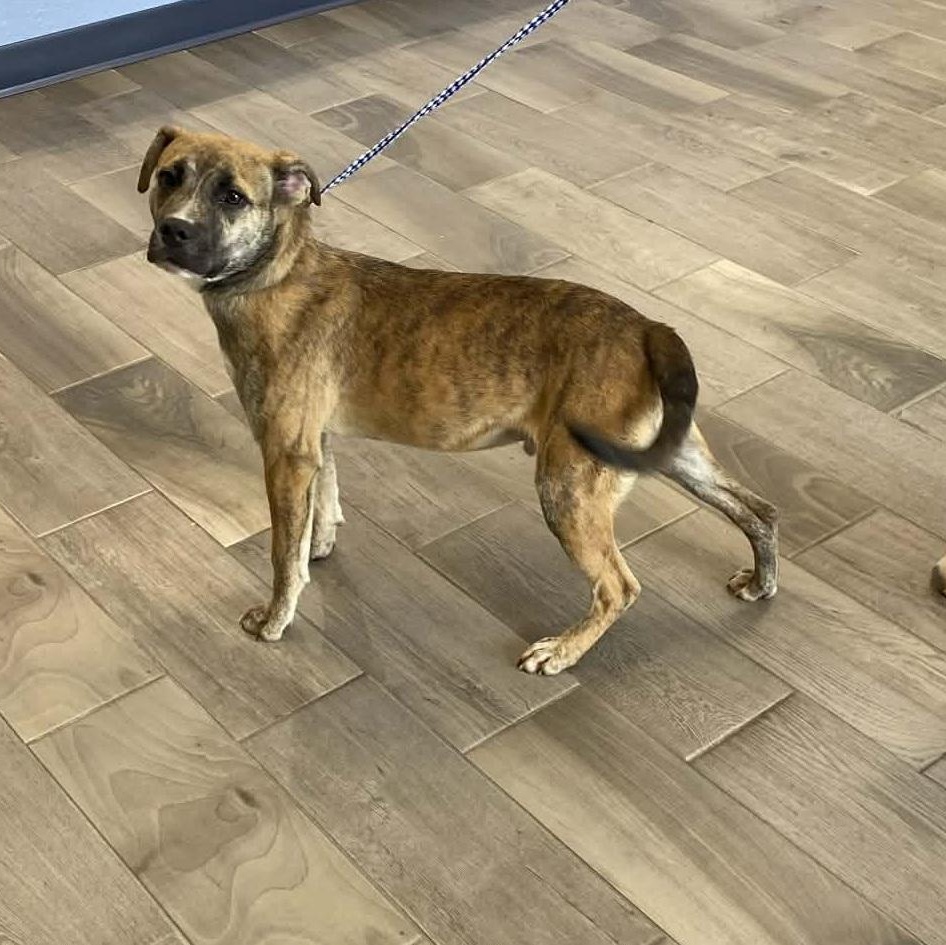 James, ADOPTABLE, Young Male American Staffordshire Terrier.