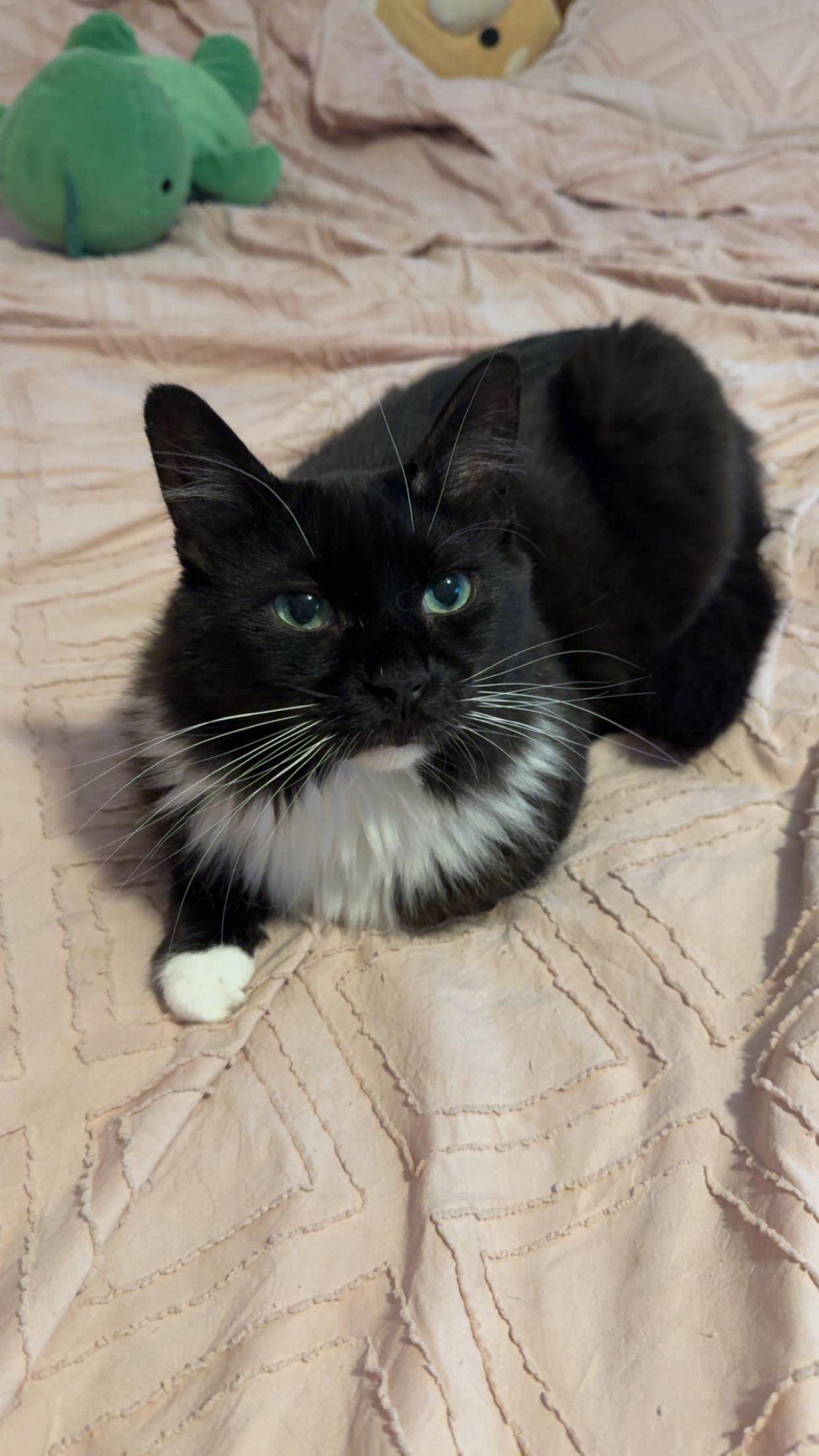 Jean Phillppe, Adopted, Adult Male Domestic Long Hair.